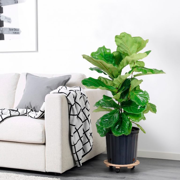 Fiddle Leaf Fig Plant Delivery Los Angeles Ca