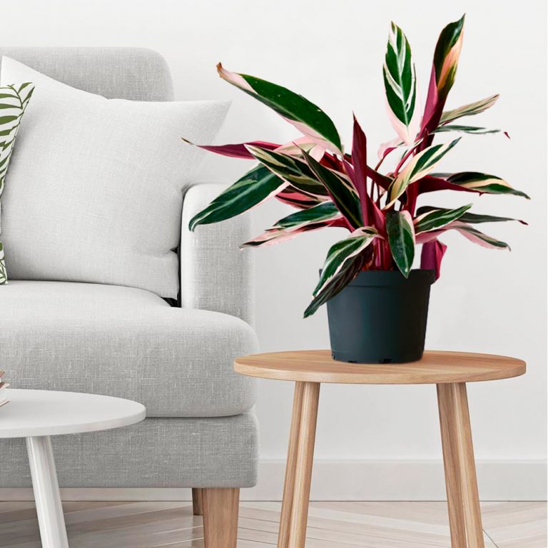 Stromanthe Triostar Plant Delivery Los Angeles Ca